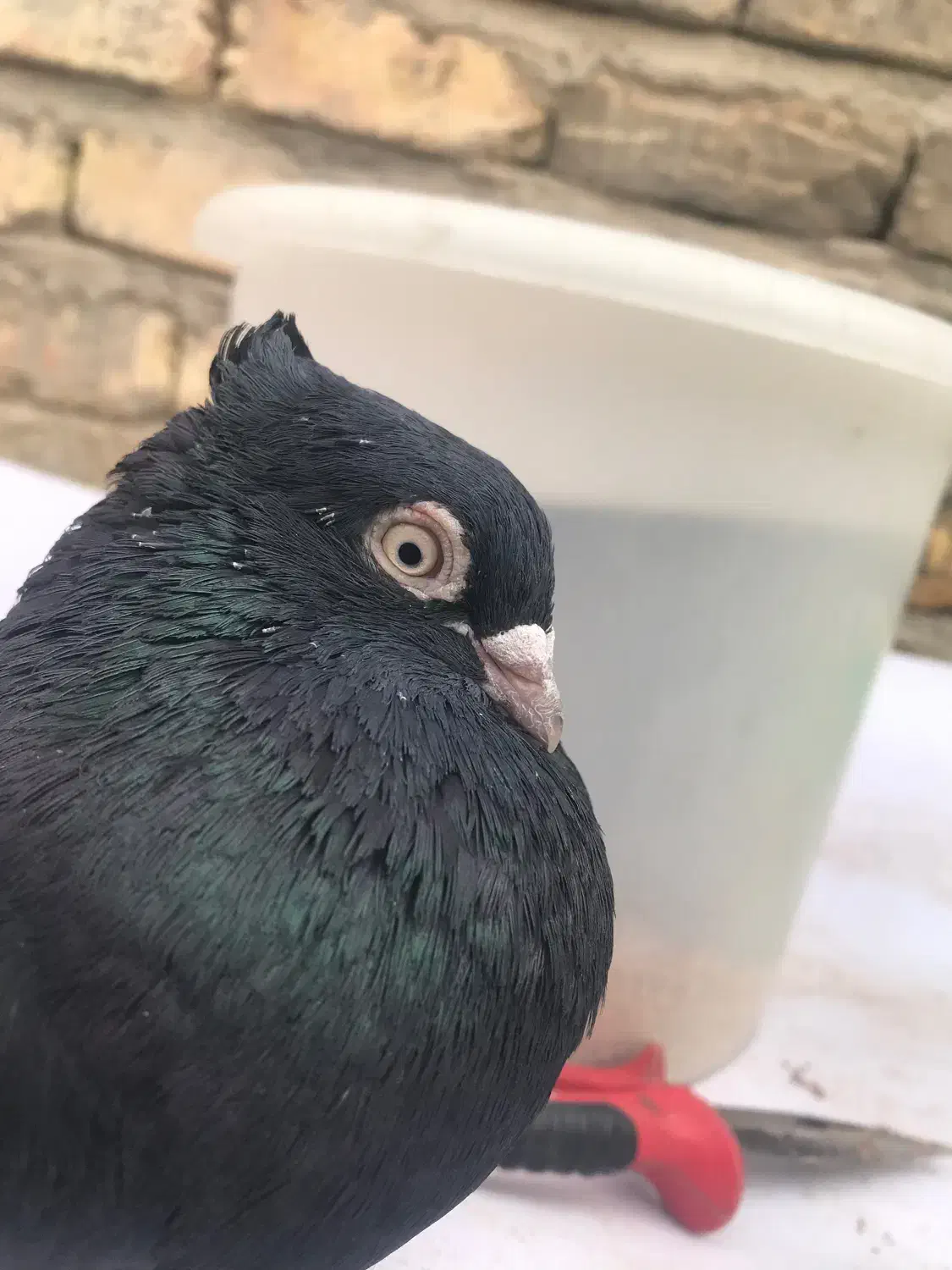 زاغ ابادانی نر چشمنوک سفید مست|پرنده|شاهینشهر, شهرک گلدیس|دیوار