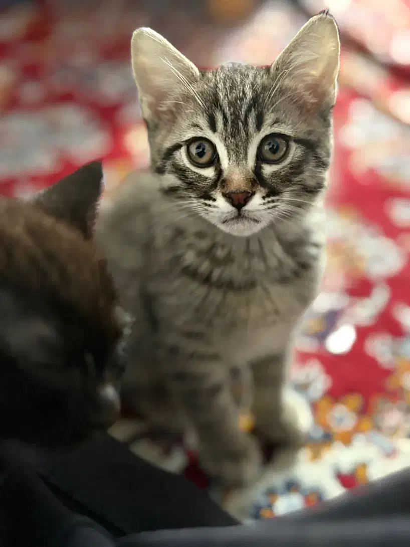 واگذاری|گربه|گرگان, |دیوار