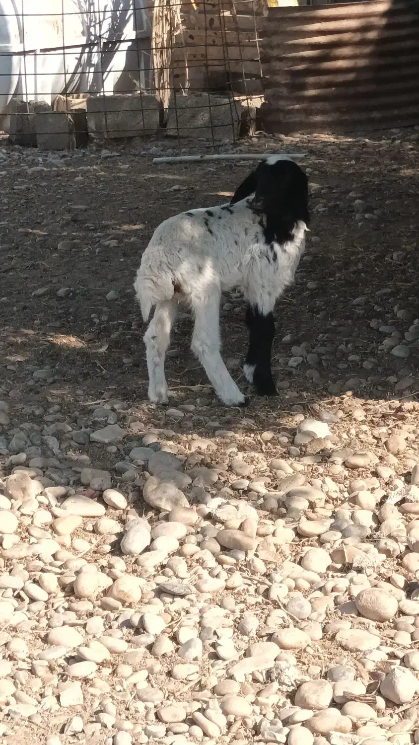 بره ماده بفروش میرسد|حیوانات مزرعه|هندیجان, |دیوار