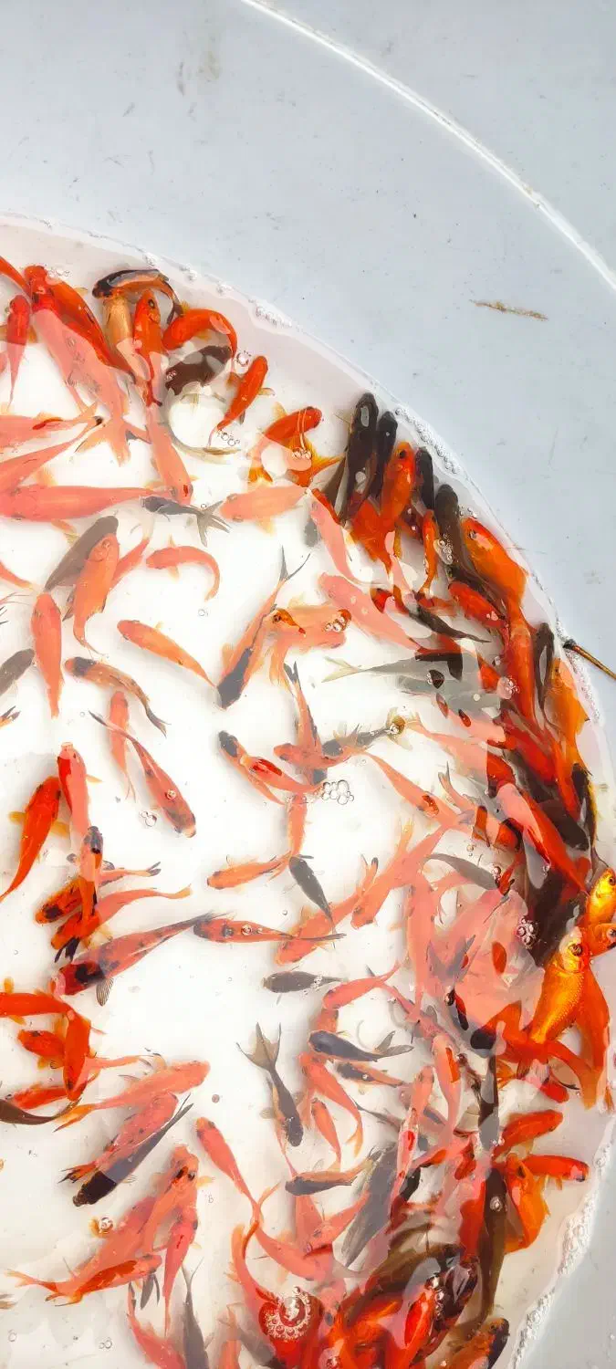 ماهی قرمز|ماهی|چالوس, |دیوار