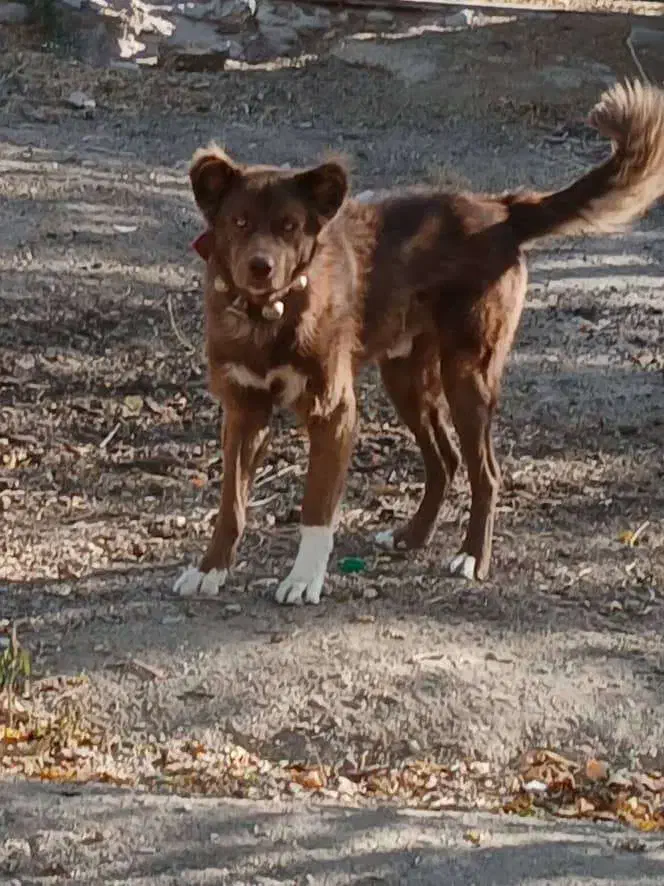 سگ قدرجونی|سگ|گلپایگان, |دیوار