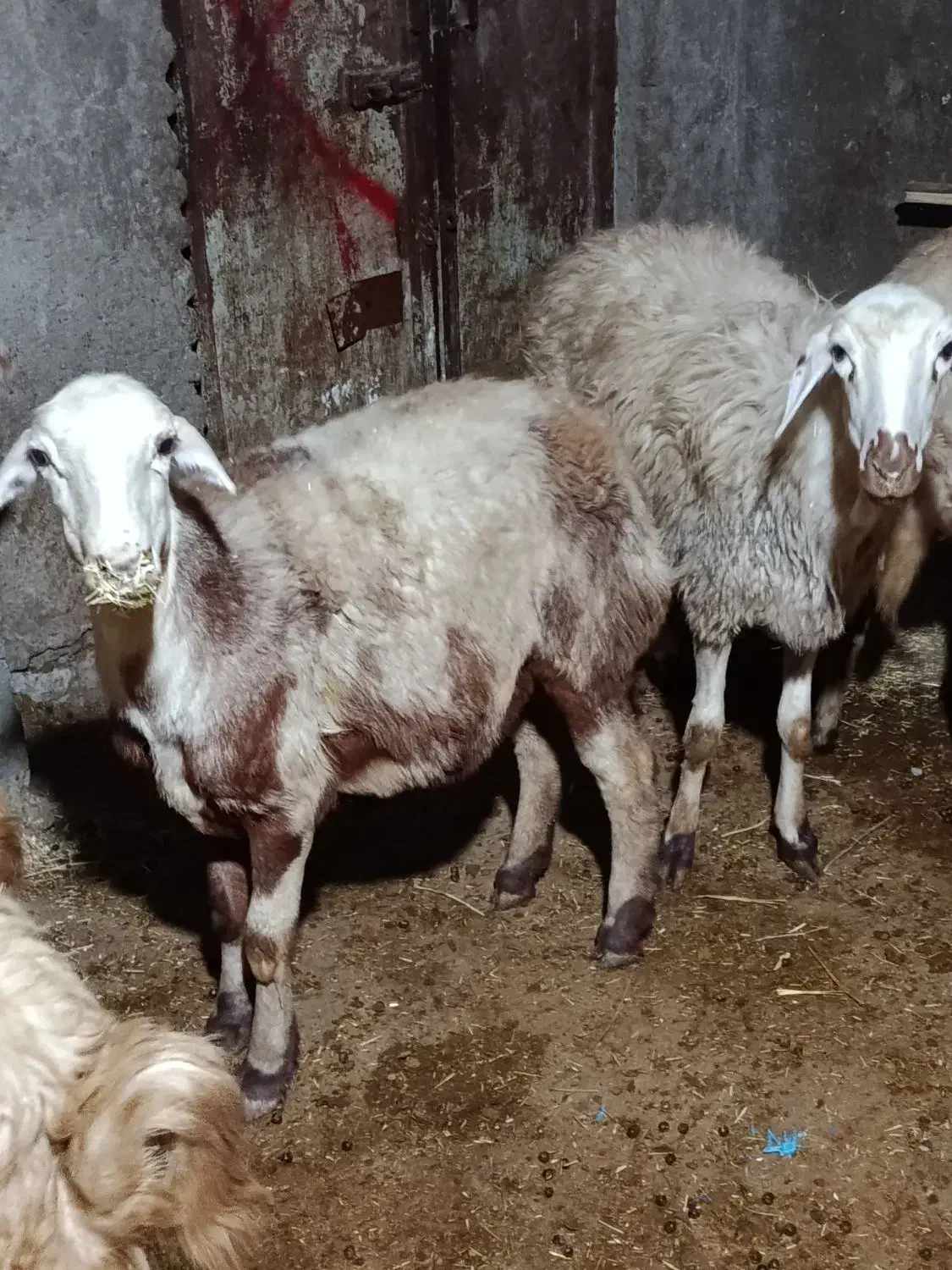 گوسفند شیشک|حیوانات مزرعه|بروجرد, |دیوار