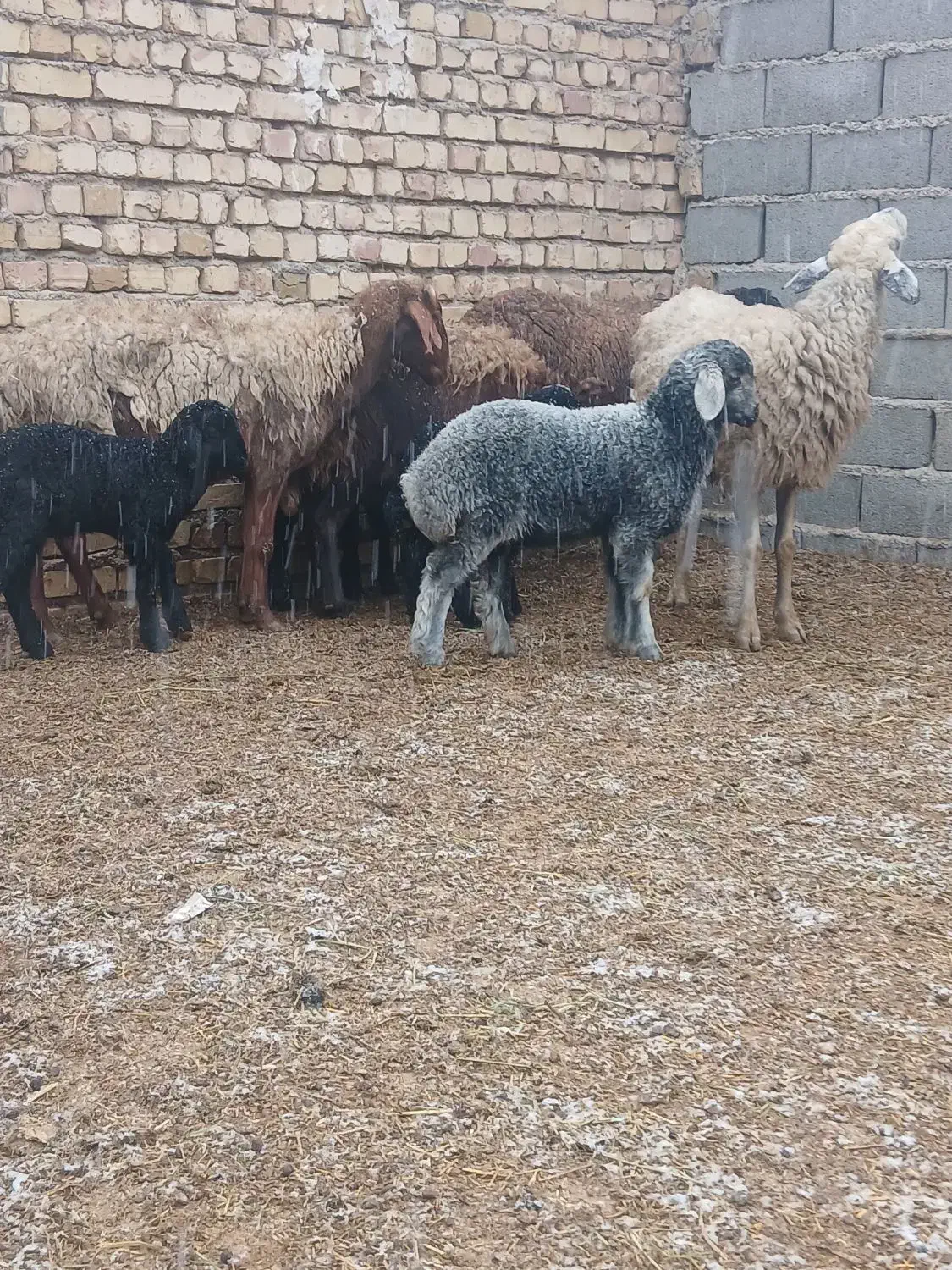 ۴رس|حیوانات مزرعه|جوادآباد, |دیوار