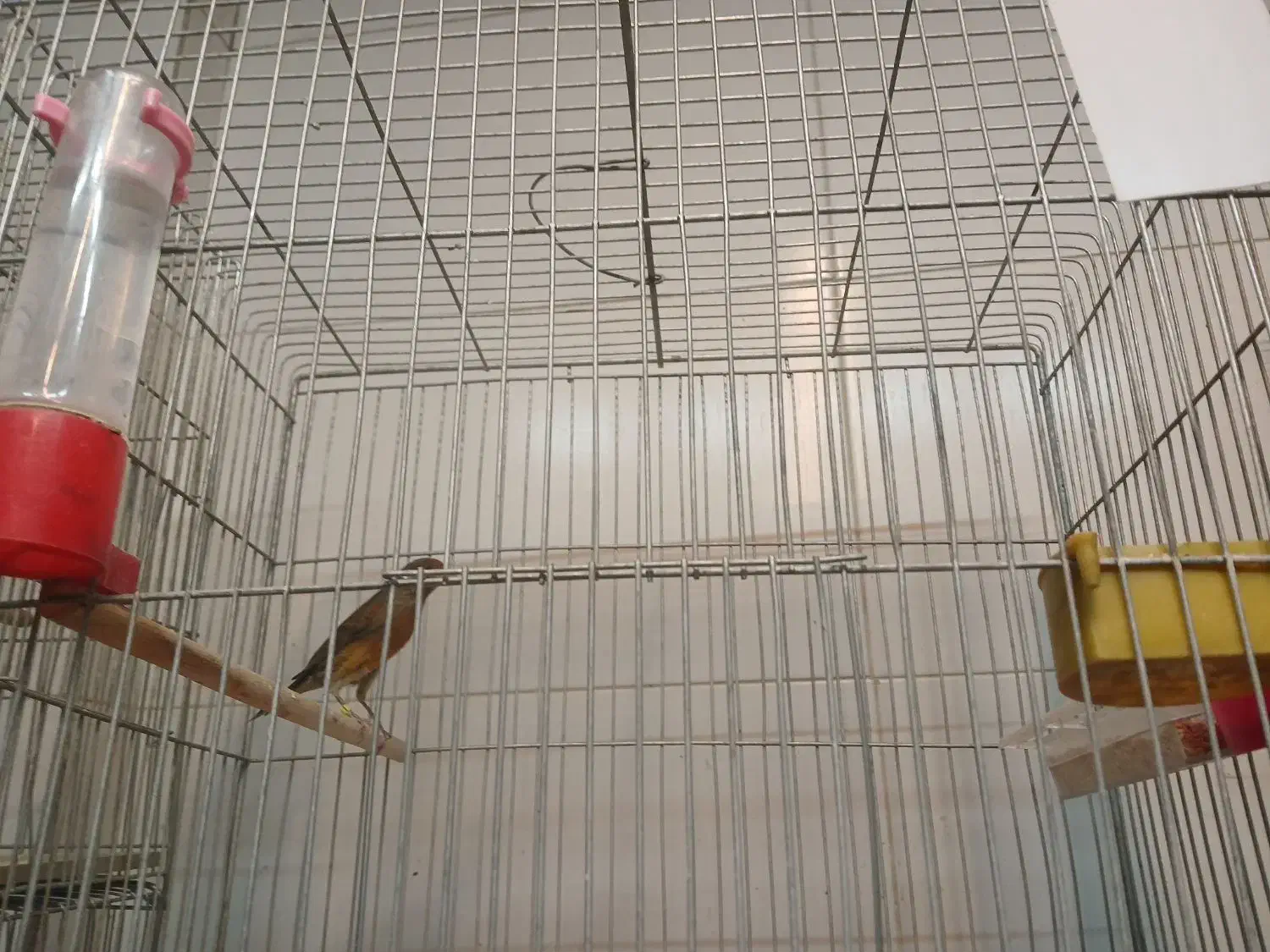 تعدادقنار نر سوختی|پرنده|ابریشم, |دیوار