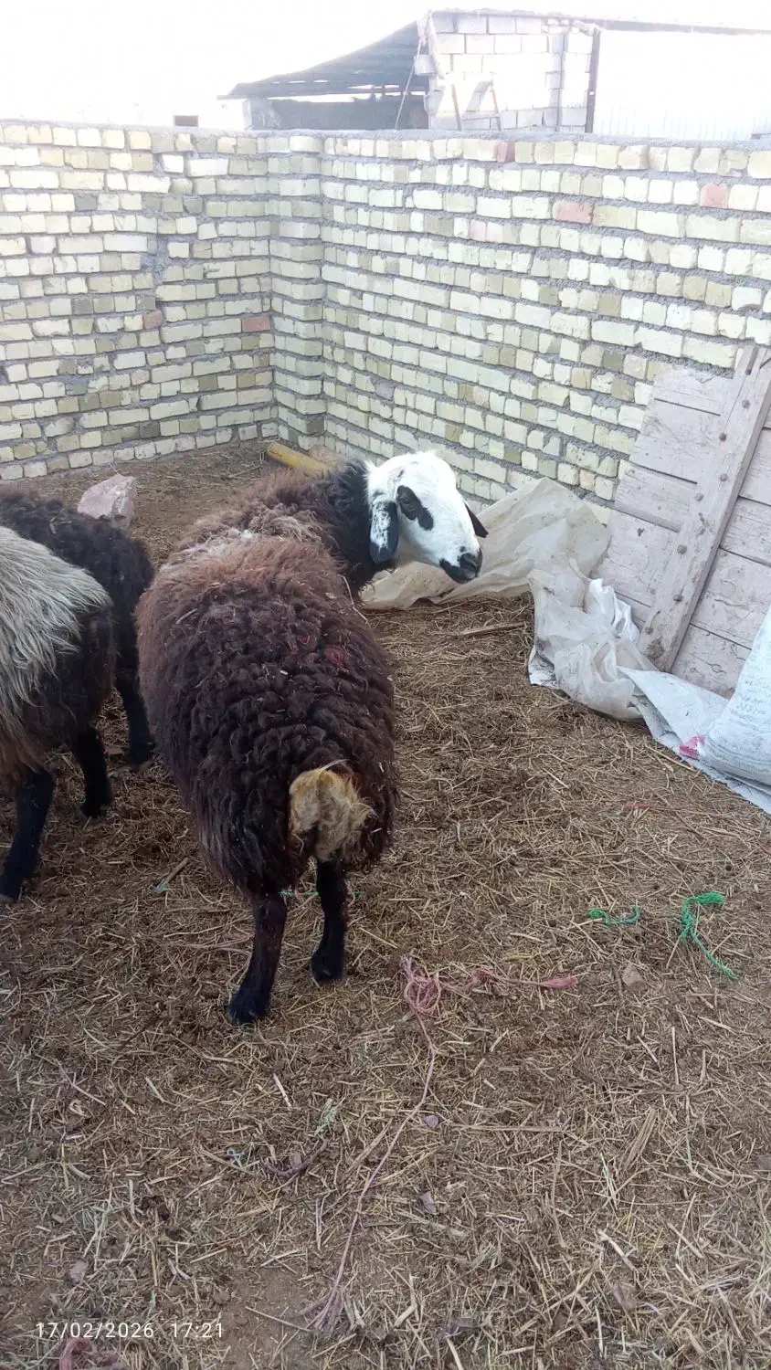 کوچ|حیوانات مزرعه|بوئین زهرا, |دیوار