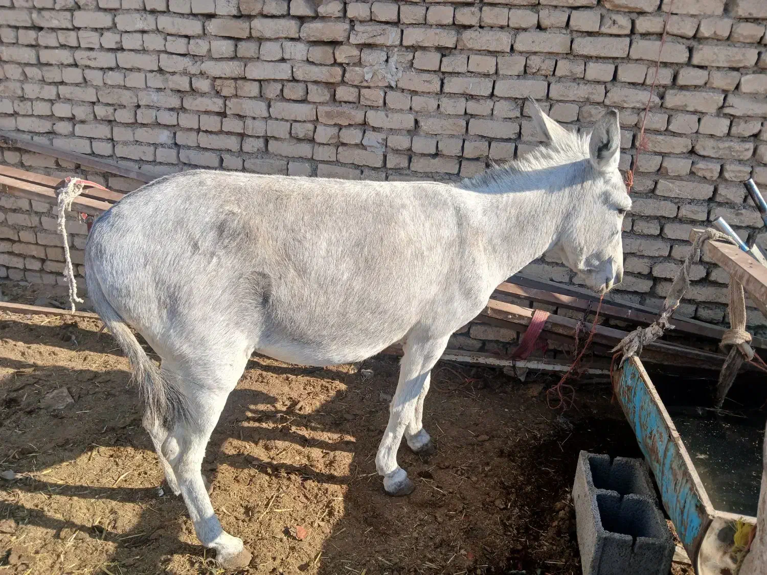 الاغ(خر)|حیوانات مزرعه|اصفهان, ارداجی|دیوار