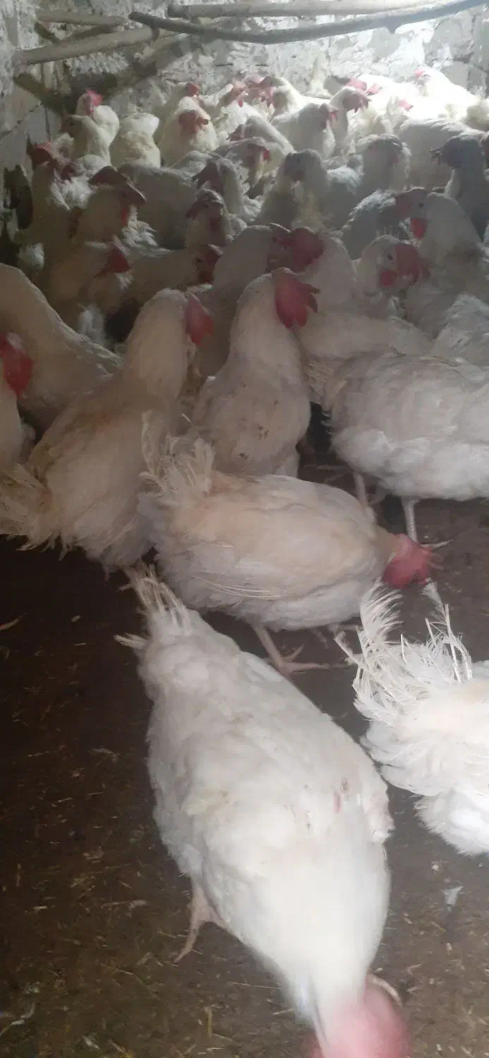 مرغ پو په لار|حیوانات مزرعه|بانه, |دیوار