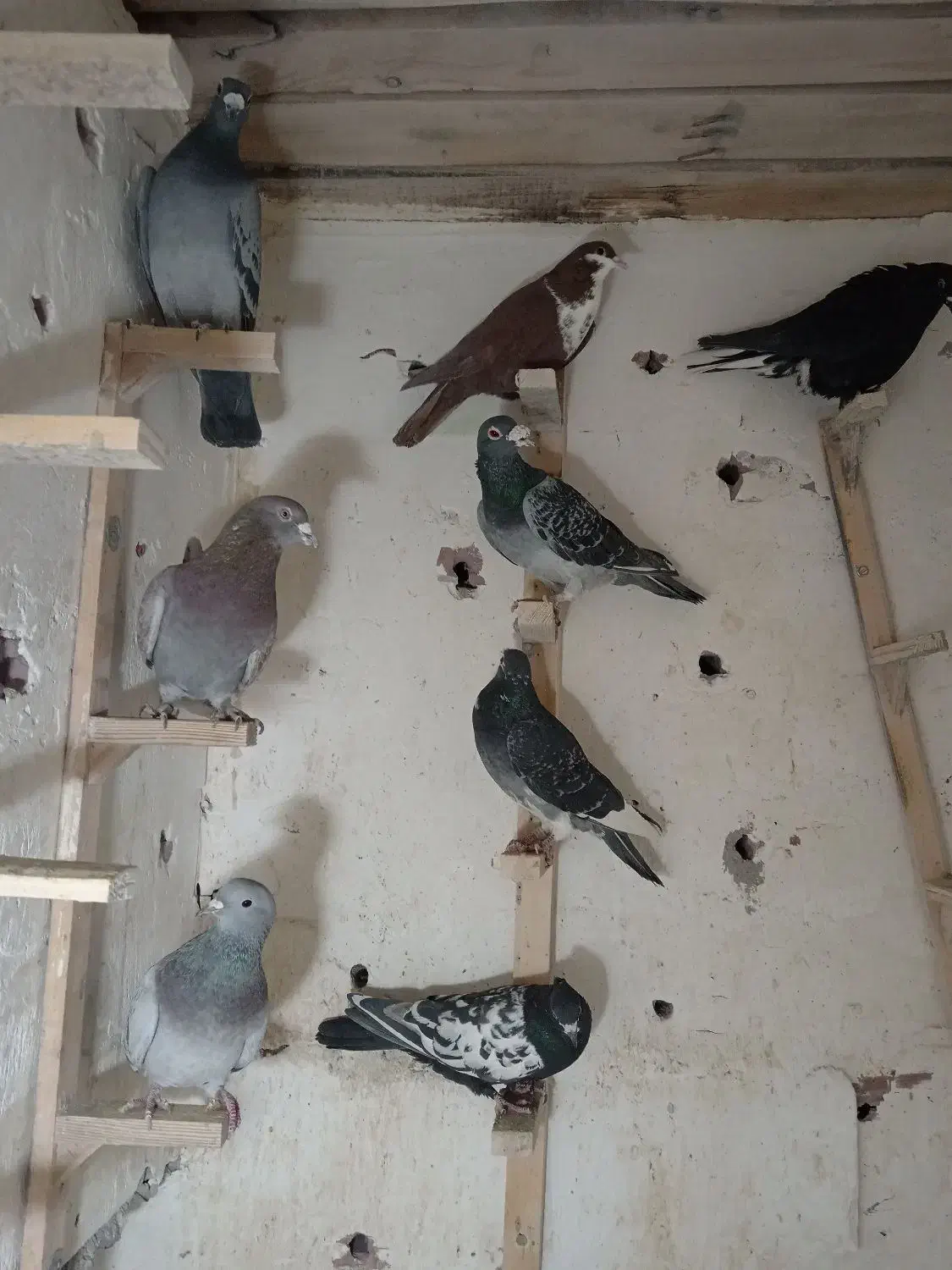 چند عدد کبوتر برا فروش زرند هستن|پرنده|زرند, |دیوار