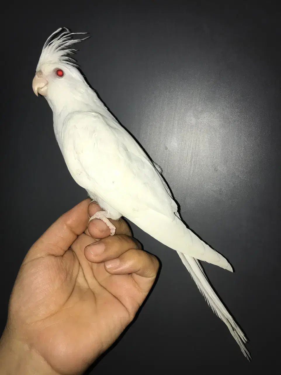 عروس هلندی|پرنده|شیراز, شهرک مدرس|دیوار