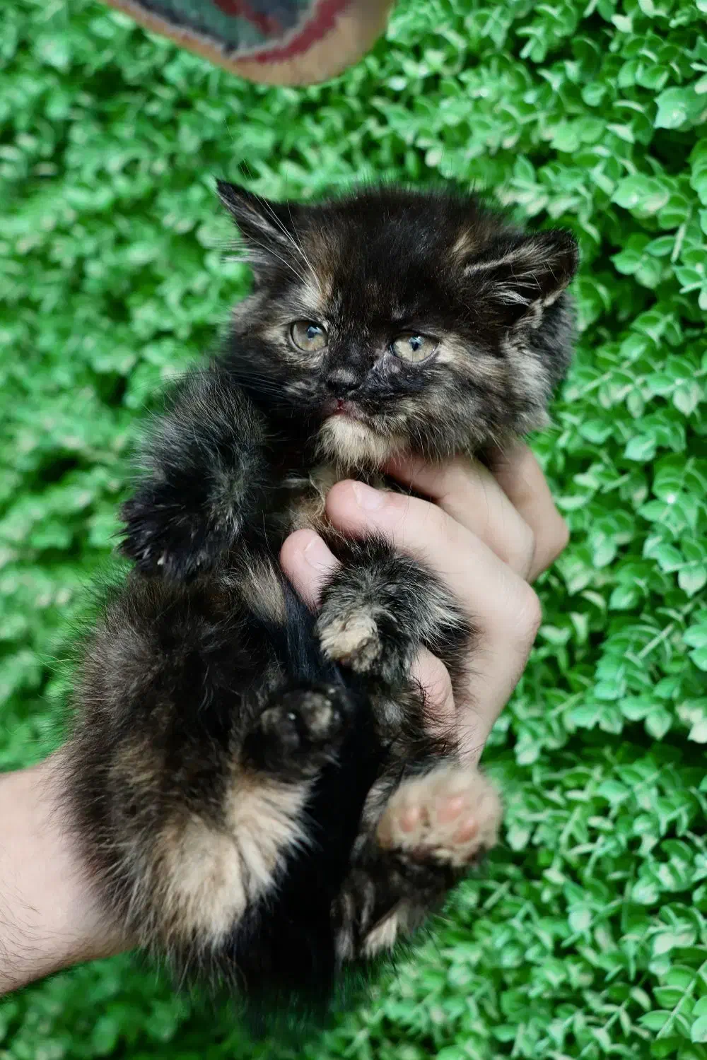 افر ویژه پیشی ملوس|گربه|اصفهان, بهار آزادی|دیوار