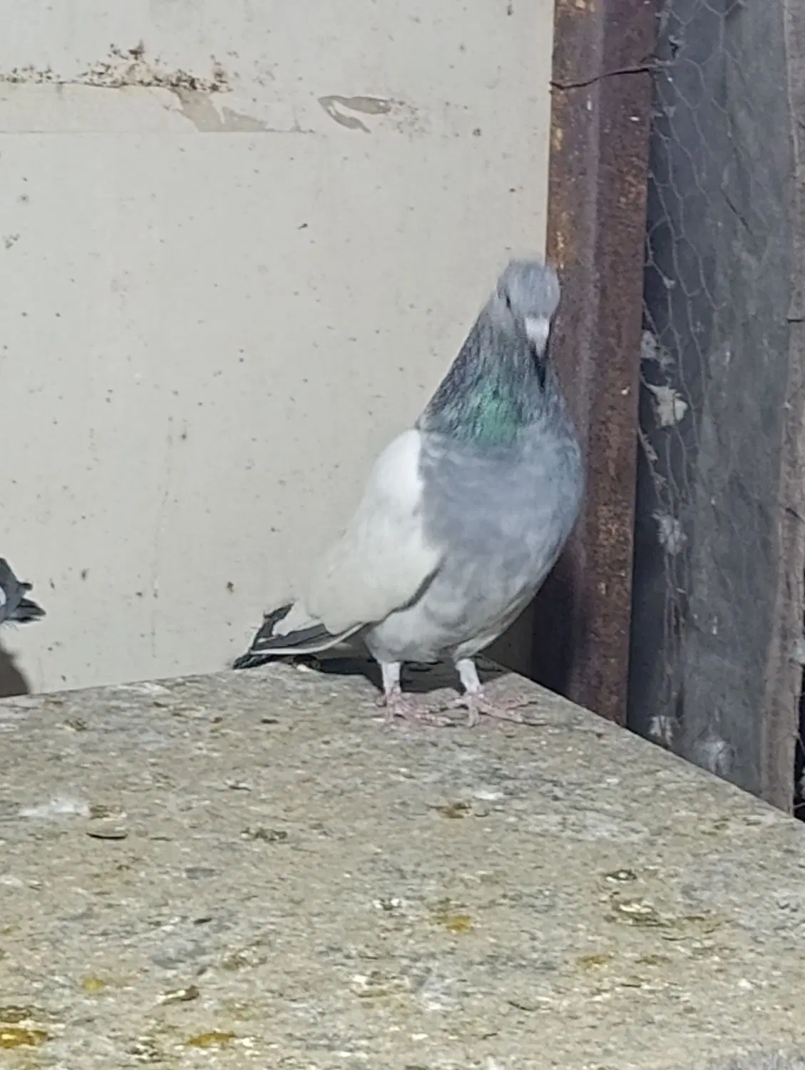 سینه سبز|پرنده|شیراز, دباغ خانه|دیوار