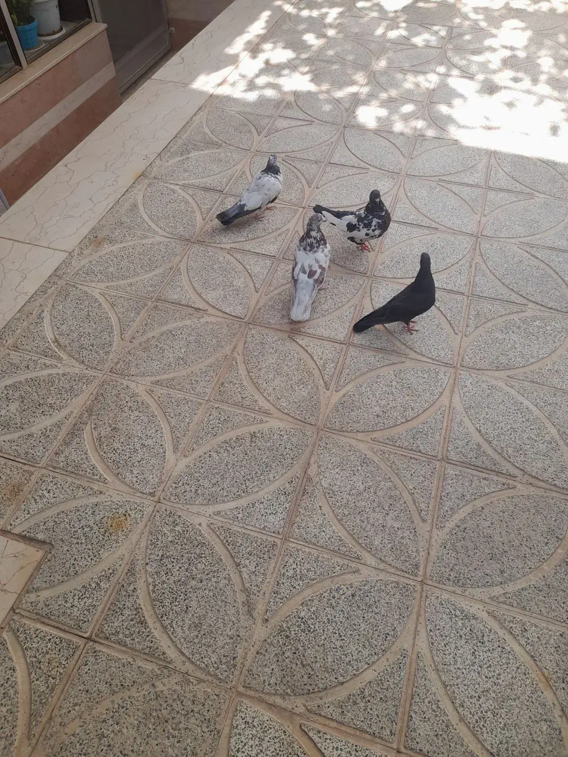 کبوتر|پرنده|حبیب آباد, |دیوار