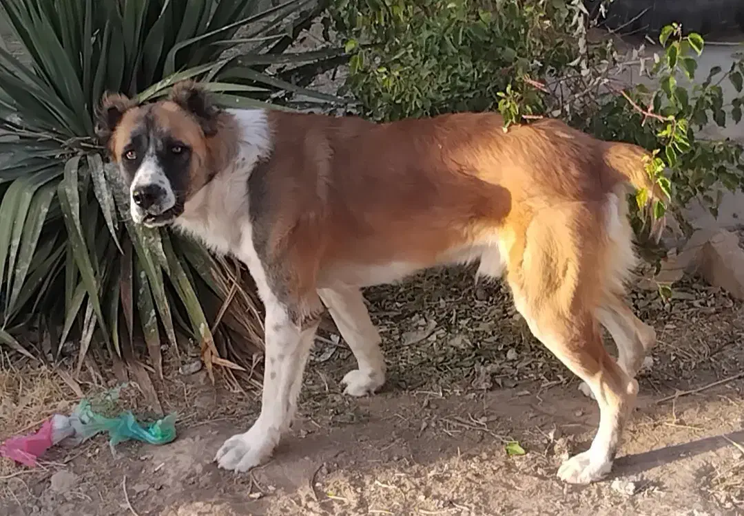 سگ خراسانی|سگ|زاوه, |دیوار