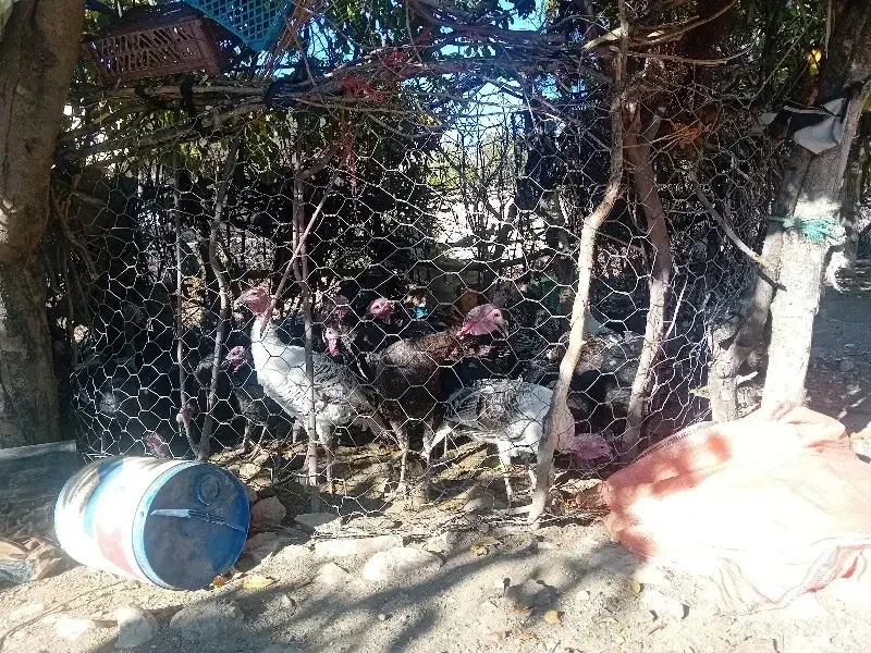 بوقلمون|حیوانات مزرعه|چگنی, |دیوار