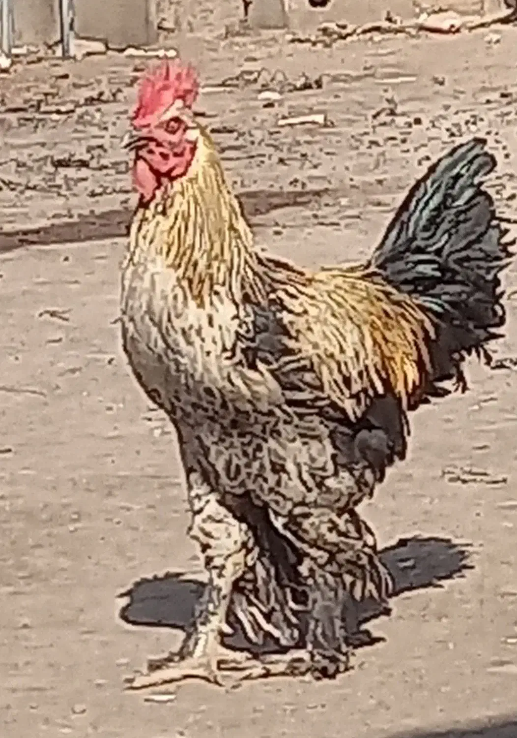 خروس|حیوانات مزرعه|اصفهان, پینارت|دیوار