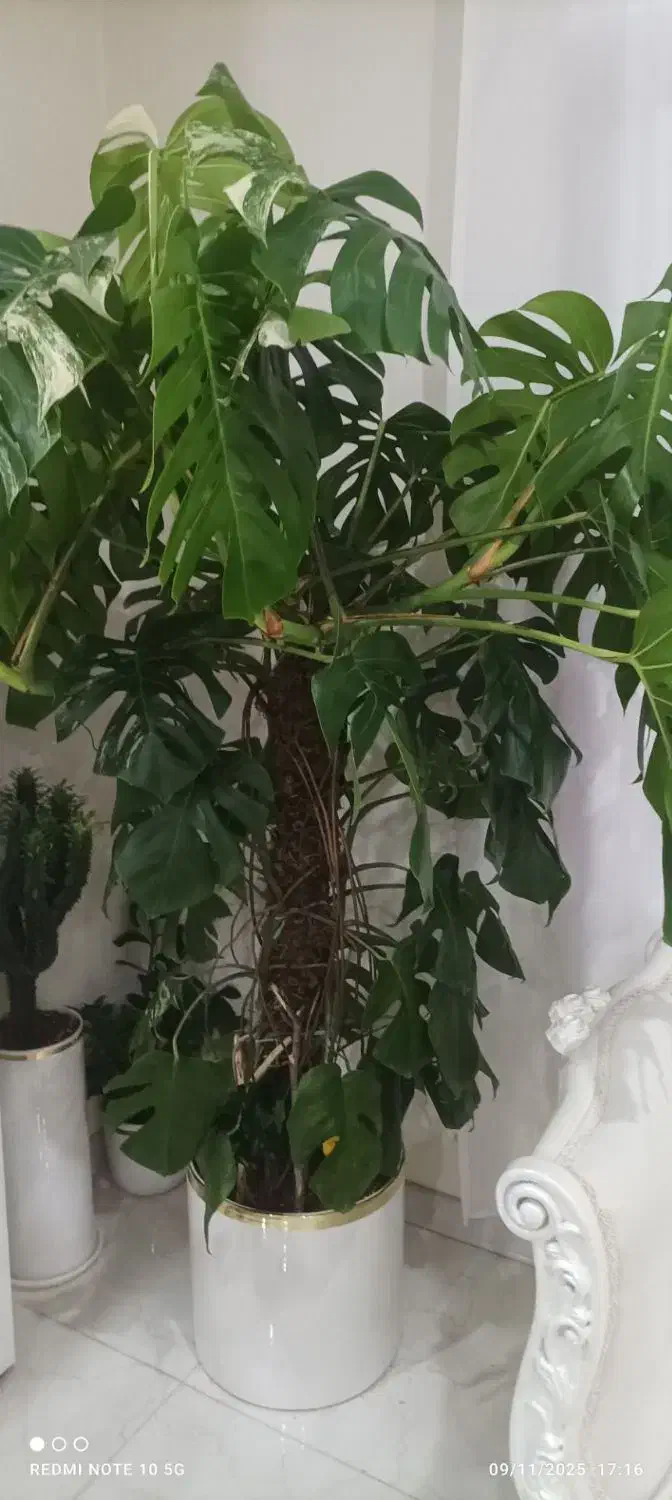 یک عدد گل انجیری بزرگ|گل و گیاه طبیعی|محمدیه-قزوین, |دیوار