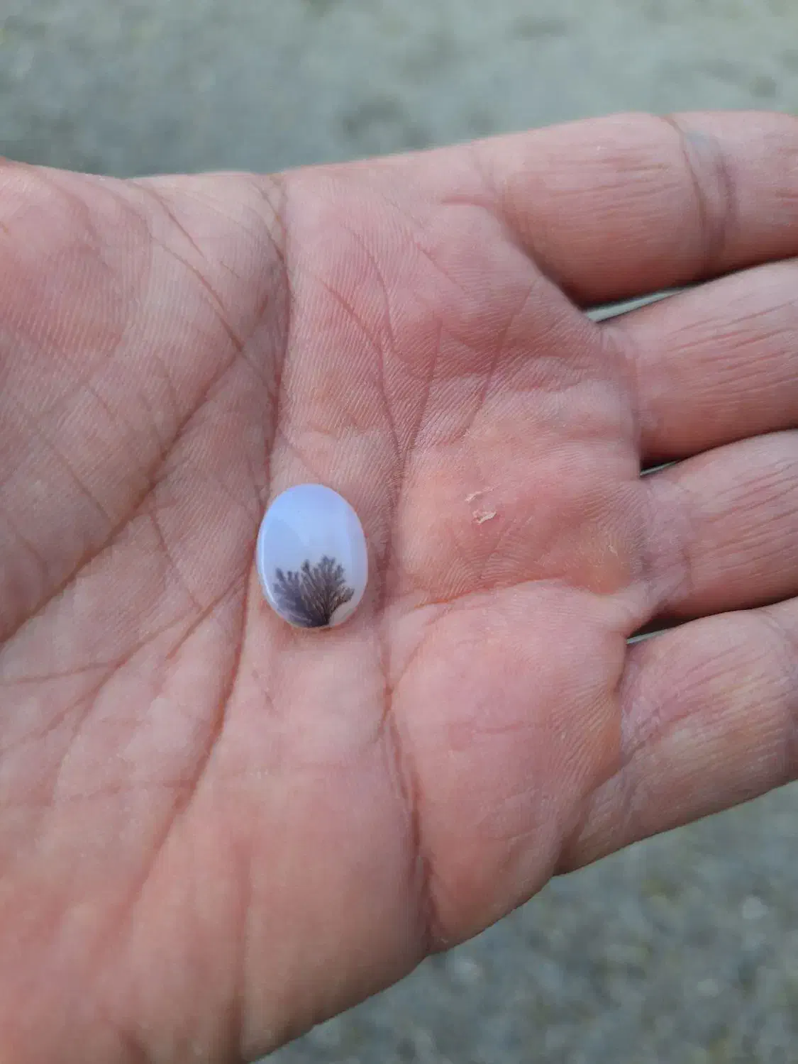 شجر کلکسیونی|جواهرات|ساوه, |دیوار