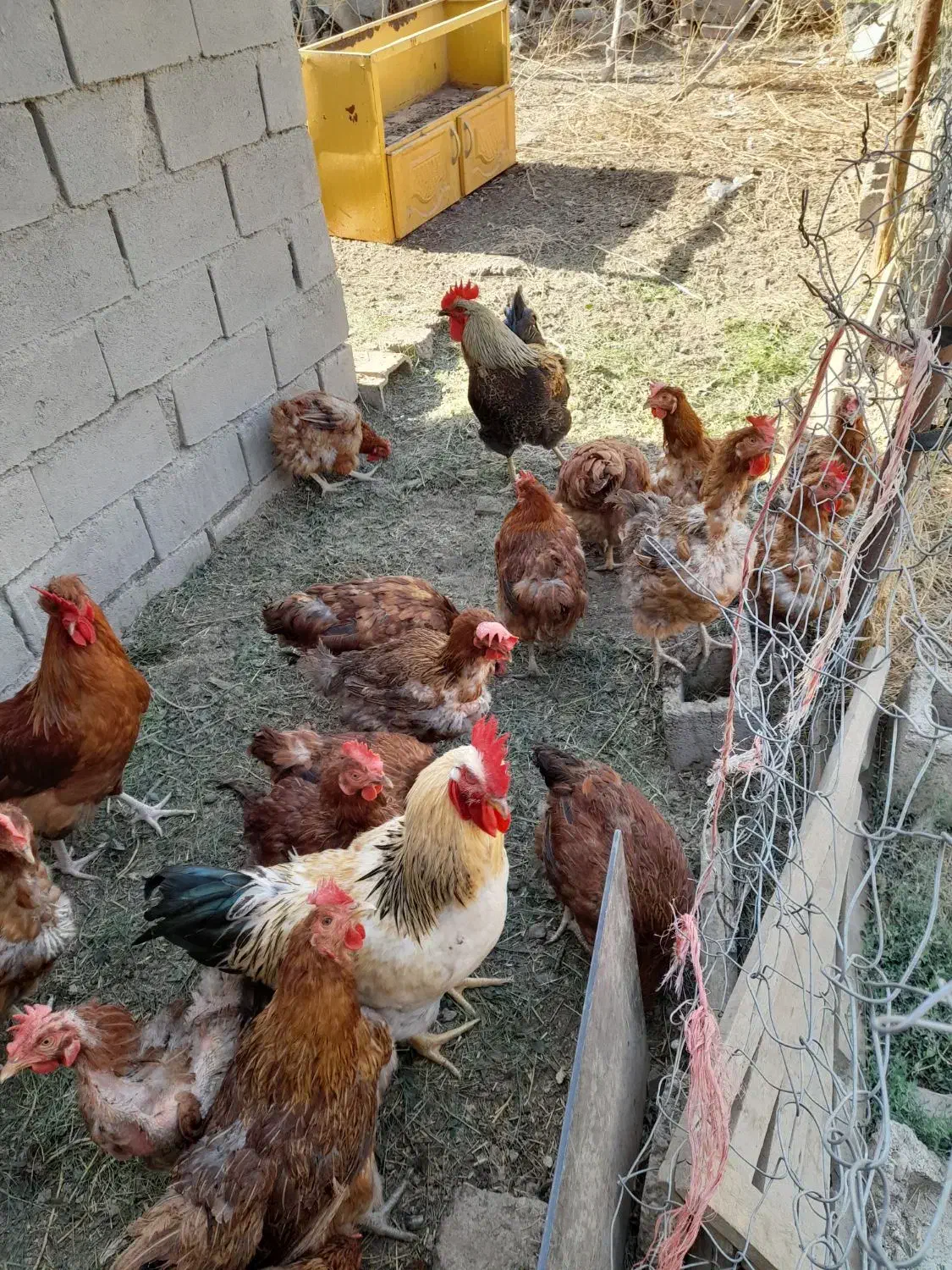 فروش مرغ تخم گذار|حیوانات مزرعه|نقده, |دیوار