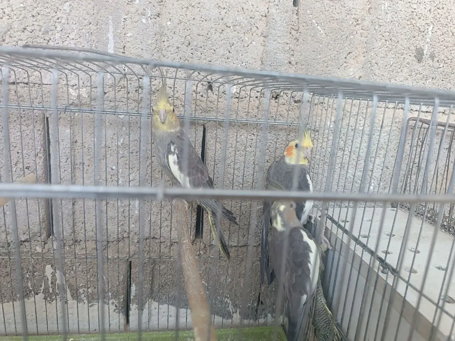 عروس هلندی|پرنده|بندر کنگان, |دیوار