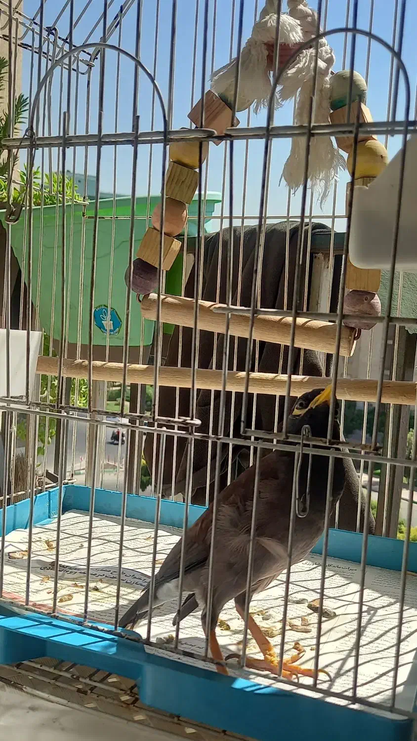 ۲ عدد مرغ مینا سخنگو|پرنده|کرج, گوهردشت|دیوار