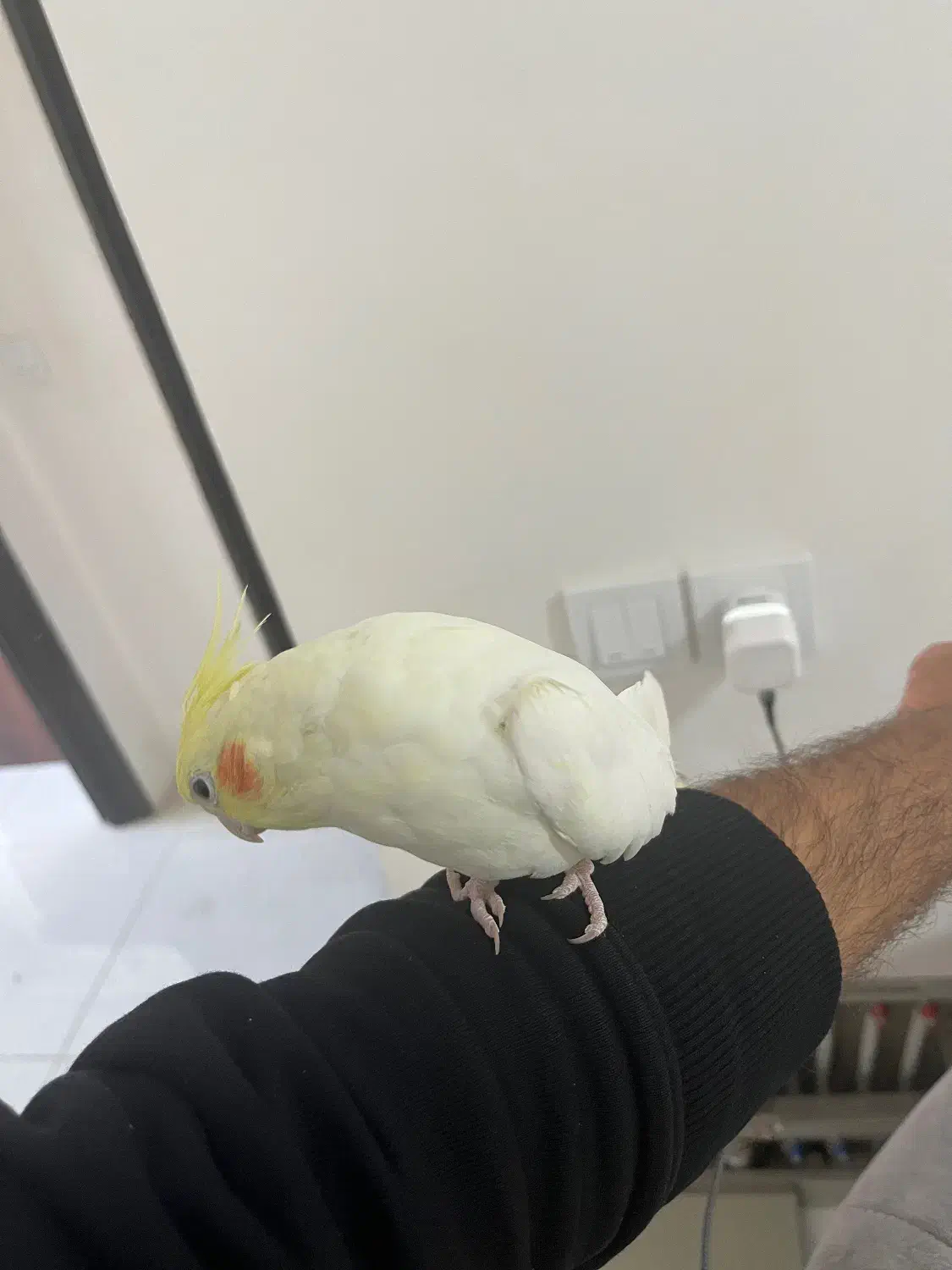 عروس هلندی رام و سخنگو|پرنده|اردبیل, |دیوار