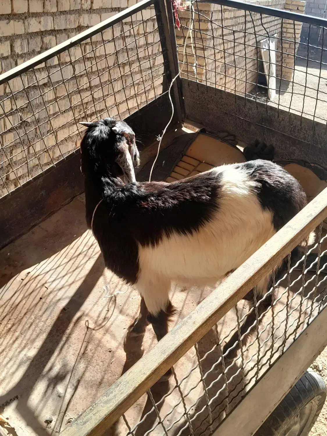 یک عدد بزماده|حیوانات مزرعه|سوسنگرد, |دیوار