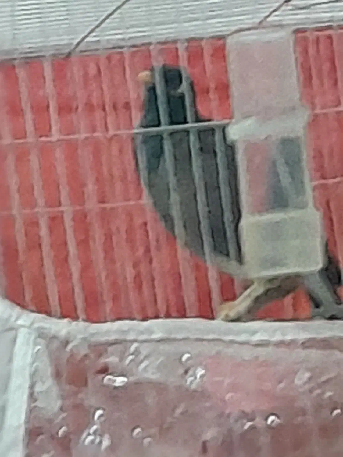 مینا|پرنده|مشهد, پورسینا|دیوار