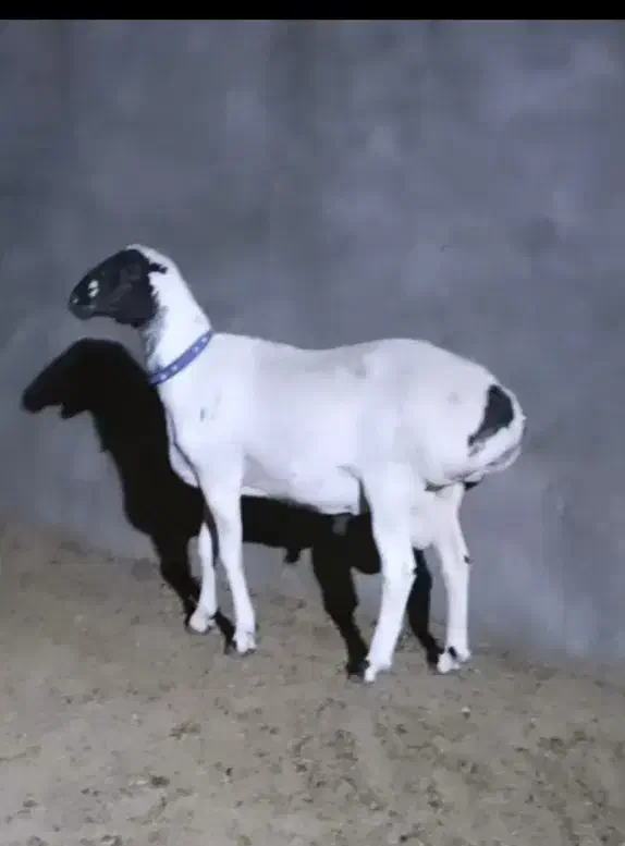 بره نر قوچی و ماده داشتی چینی قندوزی تربت جام|حیوانات مزرعه|بیرجند, |دیوار