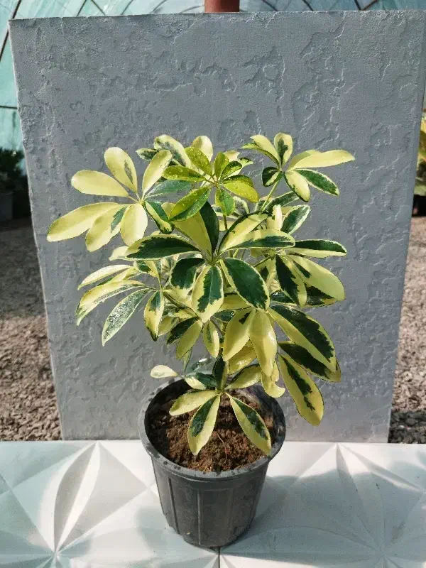 شفلرا طلایی|گل و گیاه طبیعی|طاهرگوراب, |دیوار