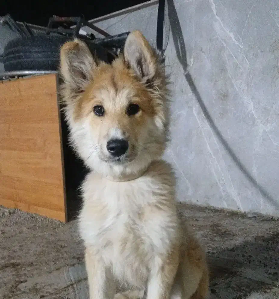 سگ نژاد ژرمن اصیل توله ۴ ماهه|سگ|شهریار, کهنز|دیوار