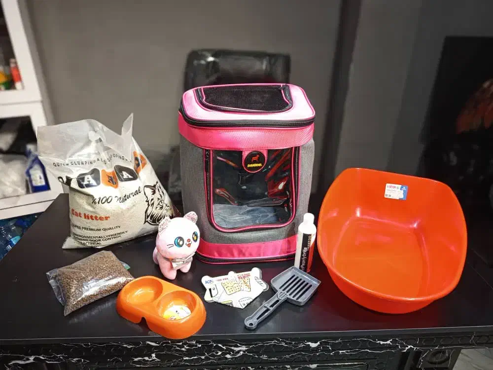 بچه گربه برتیش لانگهیر خرسی|گربه|تهران, تهرانسر مرکزی|دیوار