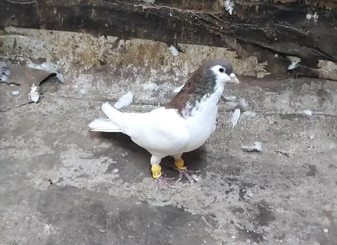 پرنده|پرنده|اهواز, کوی باهنر|دیوار