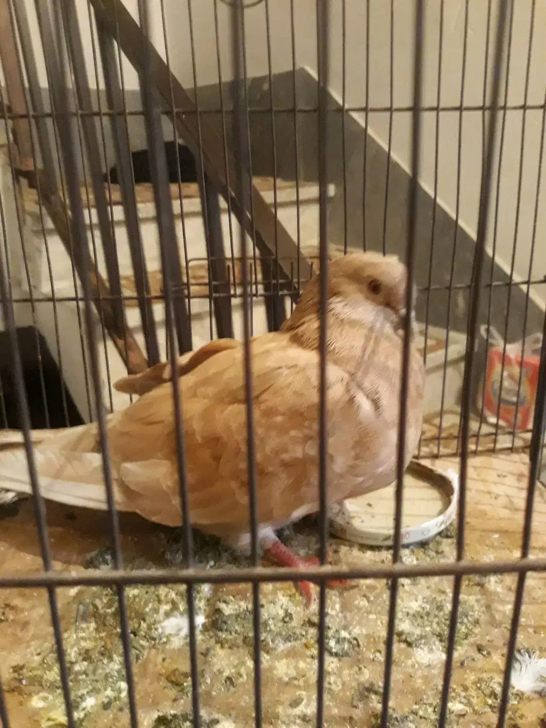 یک عددکبوتر|پرنده|مشکیندشت, |دیوار