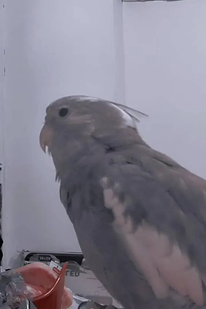 عروس هلندی گمشده|حیوانات|جم, |دیوار