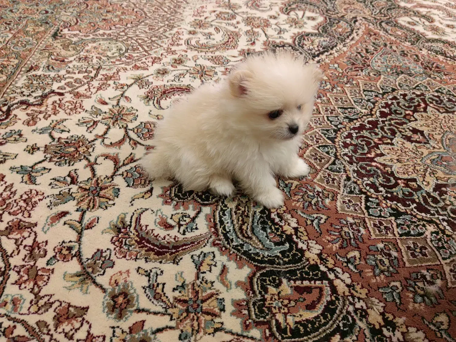 پامر خرسی اصیل|سگ|کرمانشاه, |دیوار