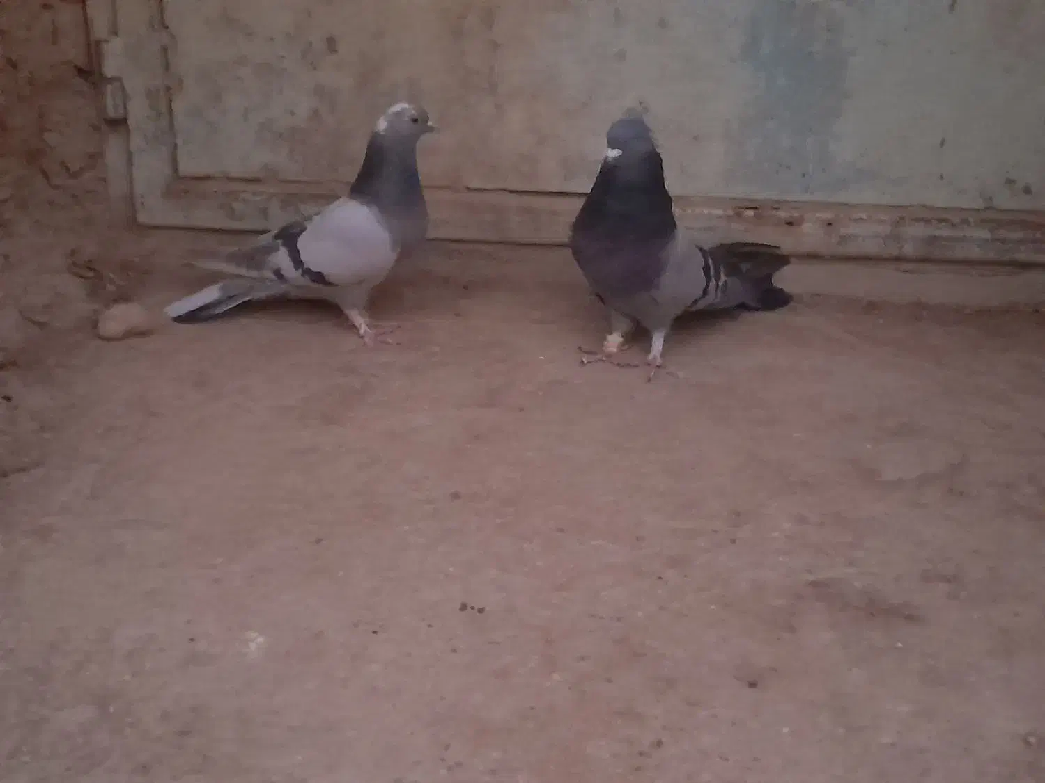 ماده پر نر سبز پر|پرنده|بابا حیدر, |دیوار