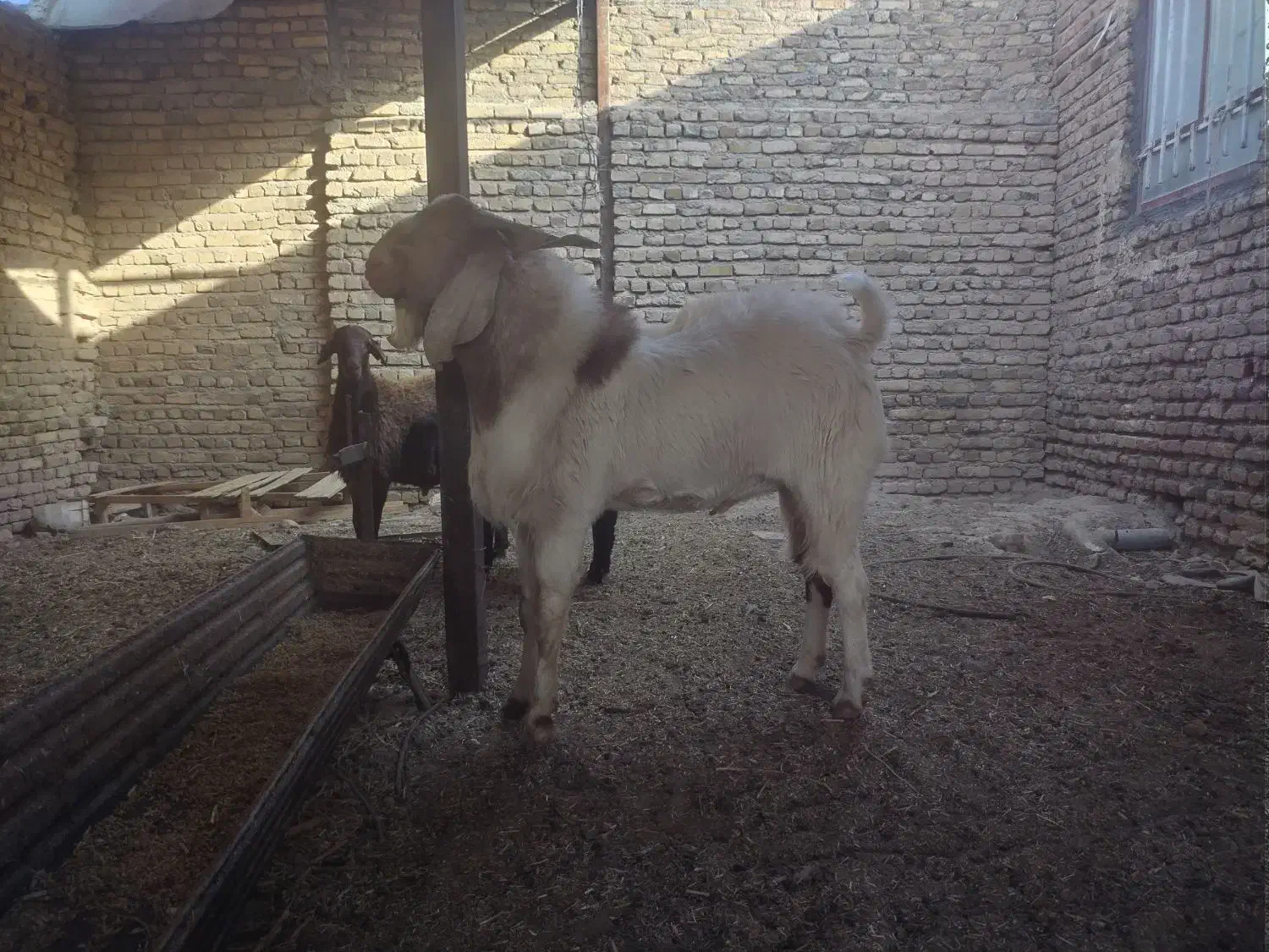 تک شاد یا همون نربز دو دندان|حیوانات مزرعه|نصر آباد, |دیوار