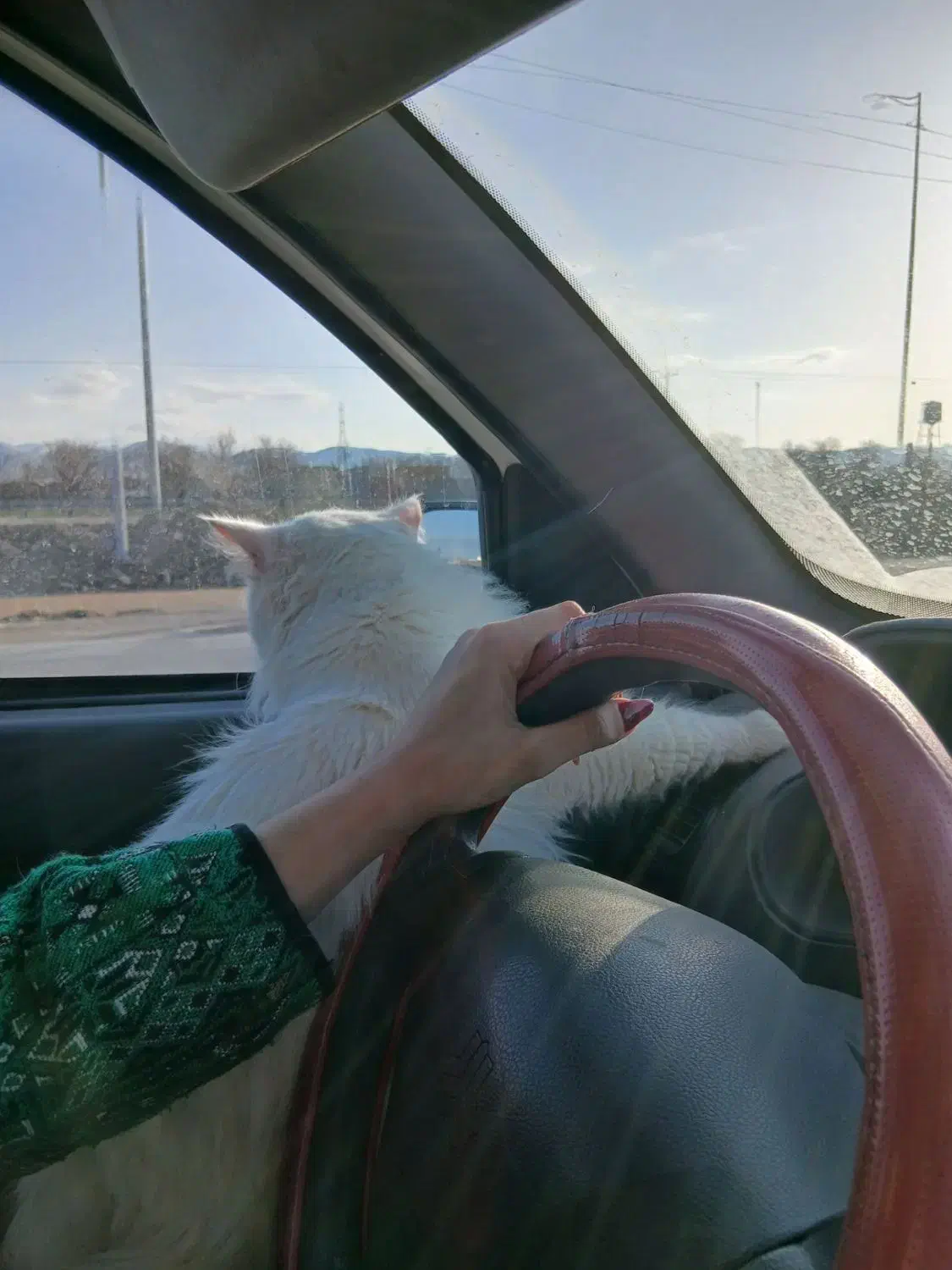 پیشی|گربه|قوچان, |دیوار