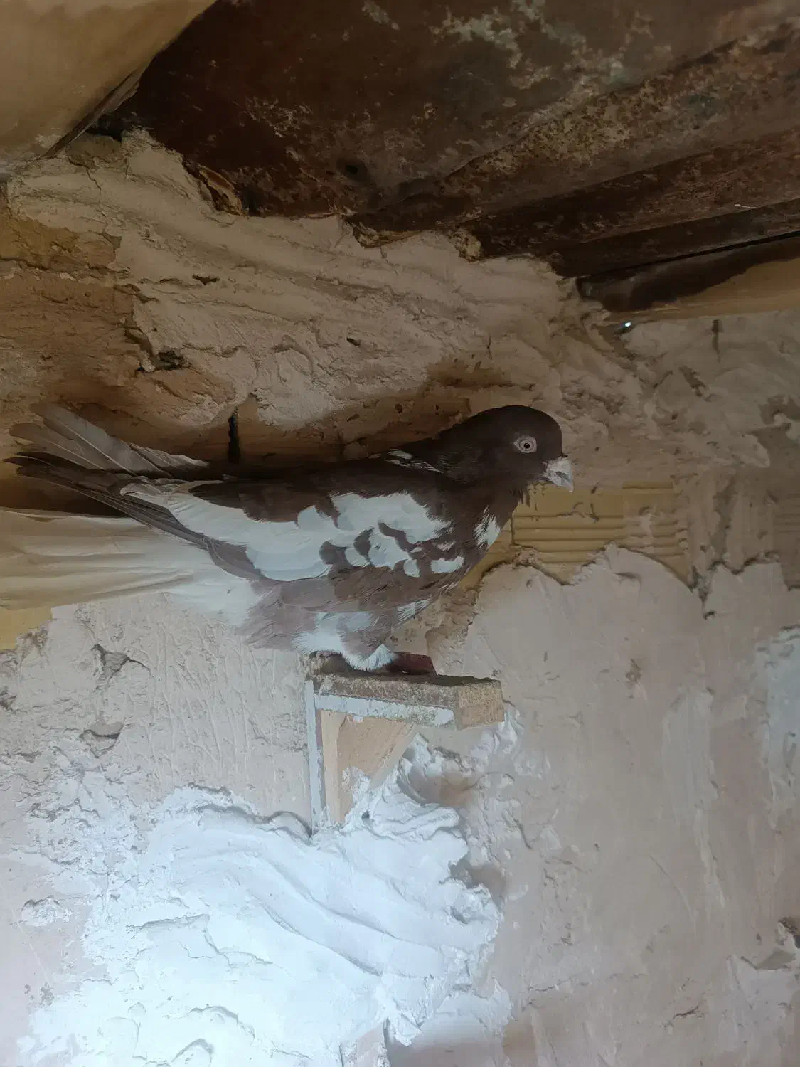 کفتر ابلق افغانی|حیوانات|مشهد, بهمن|دیوار