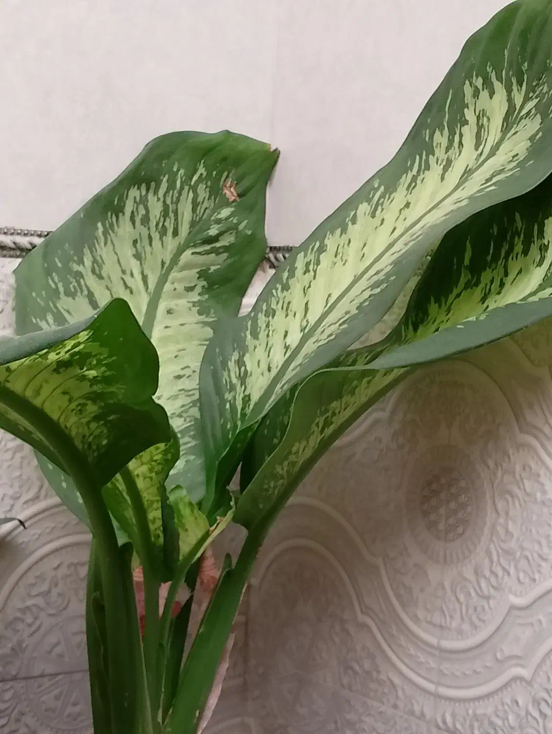 اولی رد استار خاص تمرین اگلونما قیمت ۳۸۰ تومن|گل و گیاه طبیعی|مراغه, |دیوار