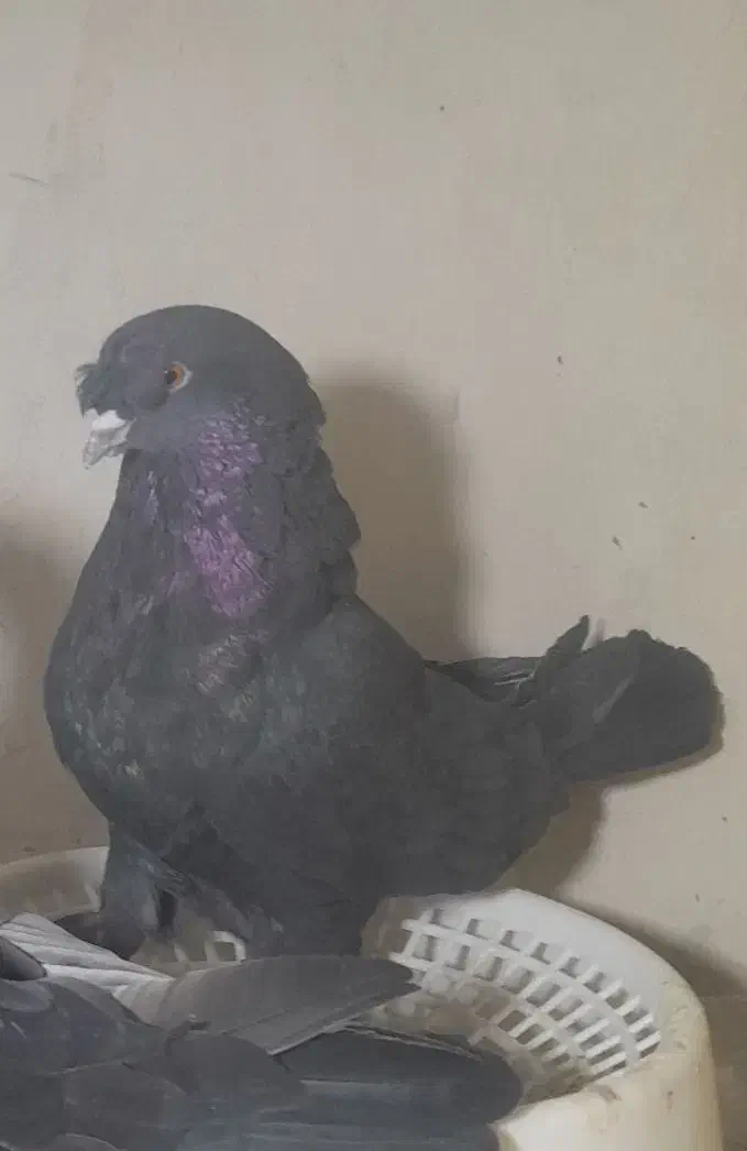 کبوتر ترکیه سیاه|پرنده|مرند, |دیوار