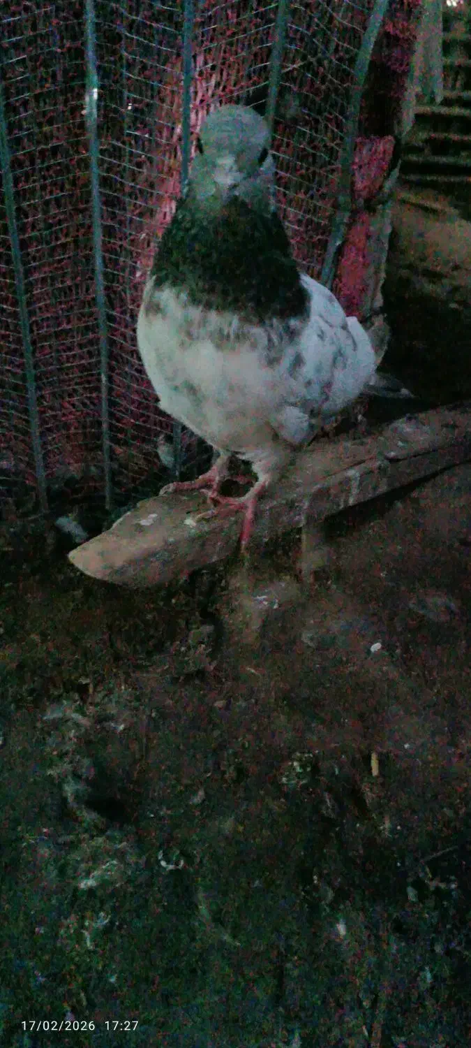 کفتر|پرنده|جیرفت, |دیوار