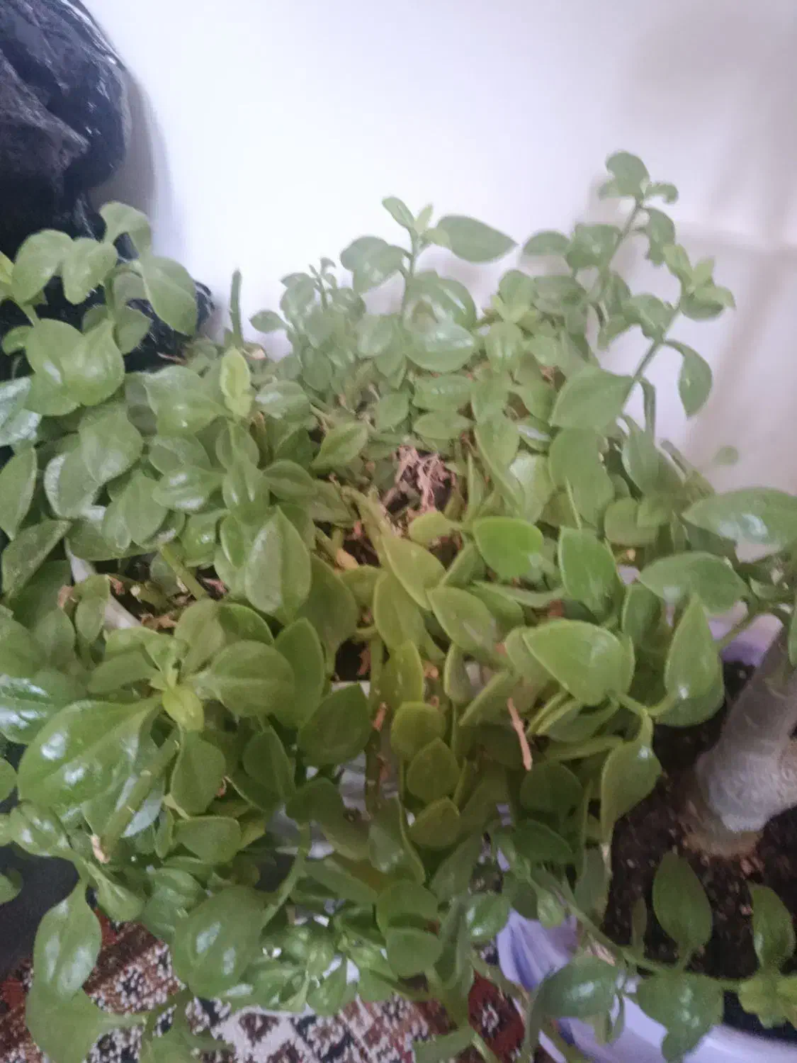 گل و گیاه خانگی|گل و گیاه طبیعی|اردبیل, |دیوار