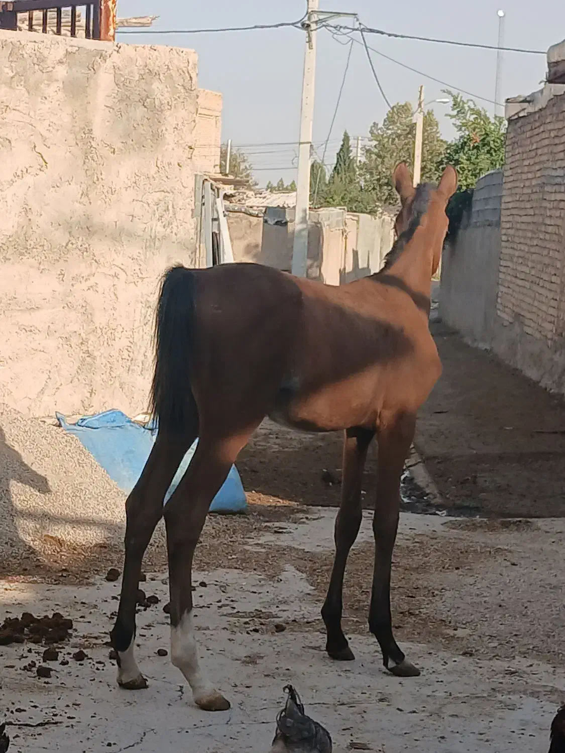 اسب|اسب و تجهیزات اسبسواری|بیضا, |دیوار