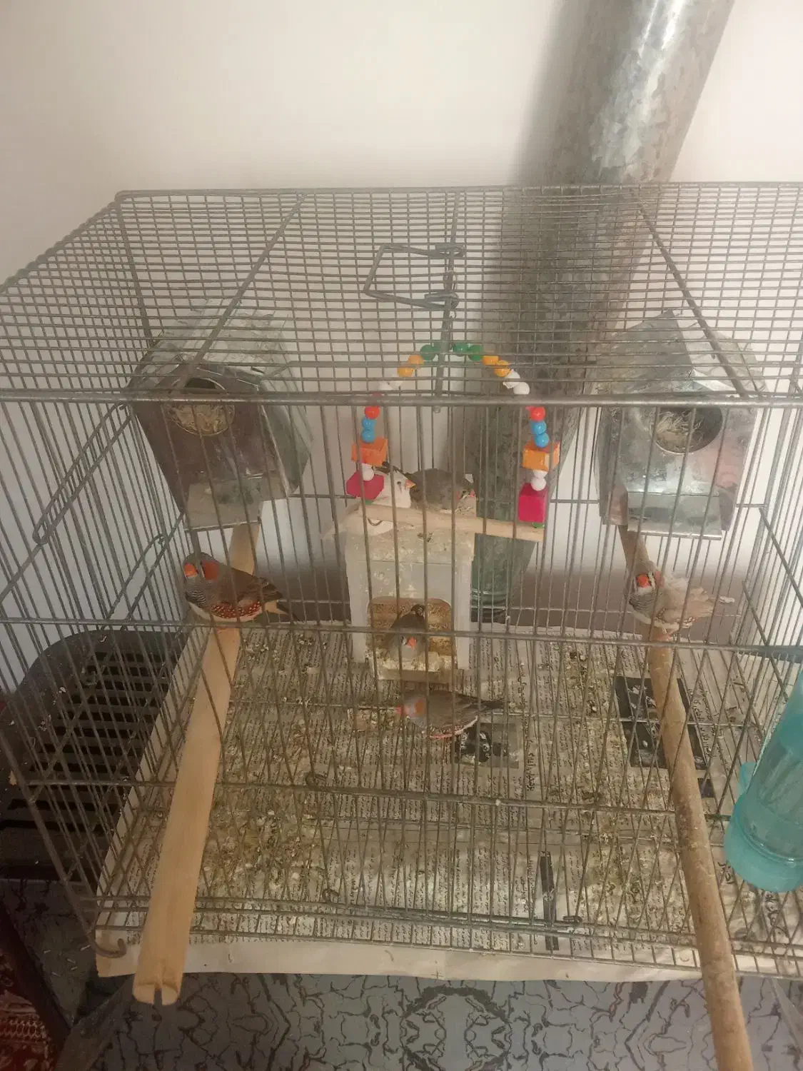 فنچ زبرا|پرنده|قم, زند آباد|دیوار