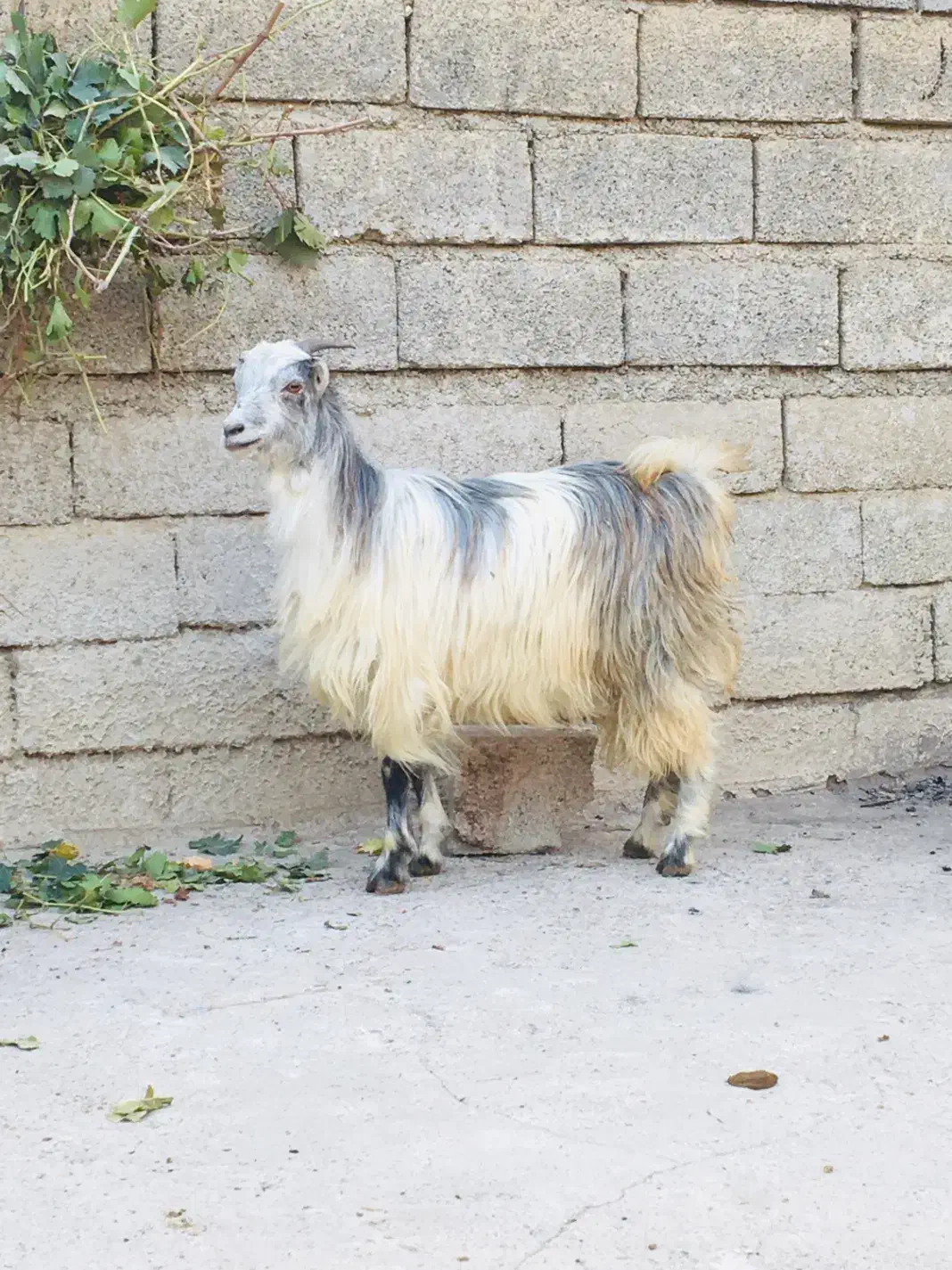 ۲راس بزغاله قیمت جفتی نر و ماده|حیوانات مزرعه|گنبد کاووس, |دیوار