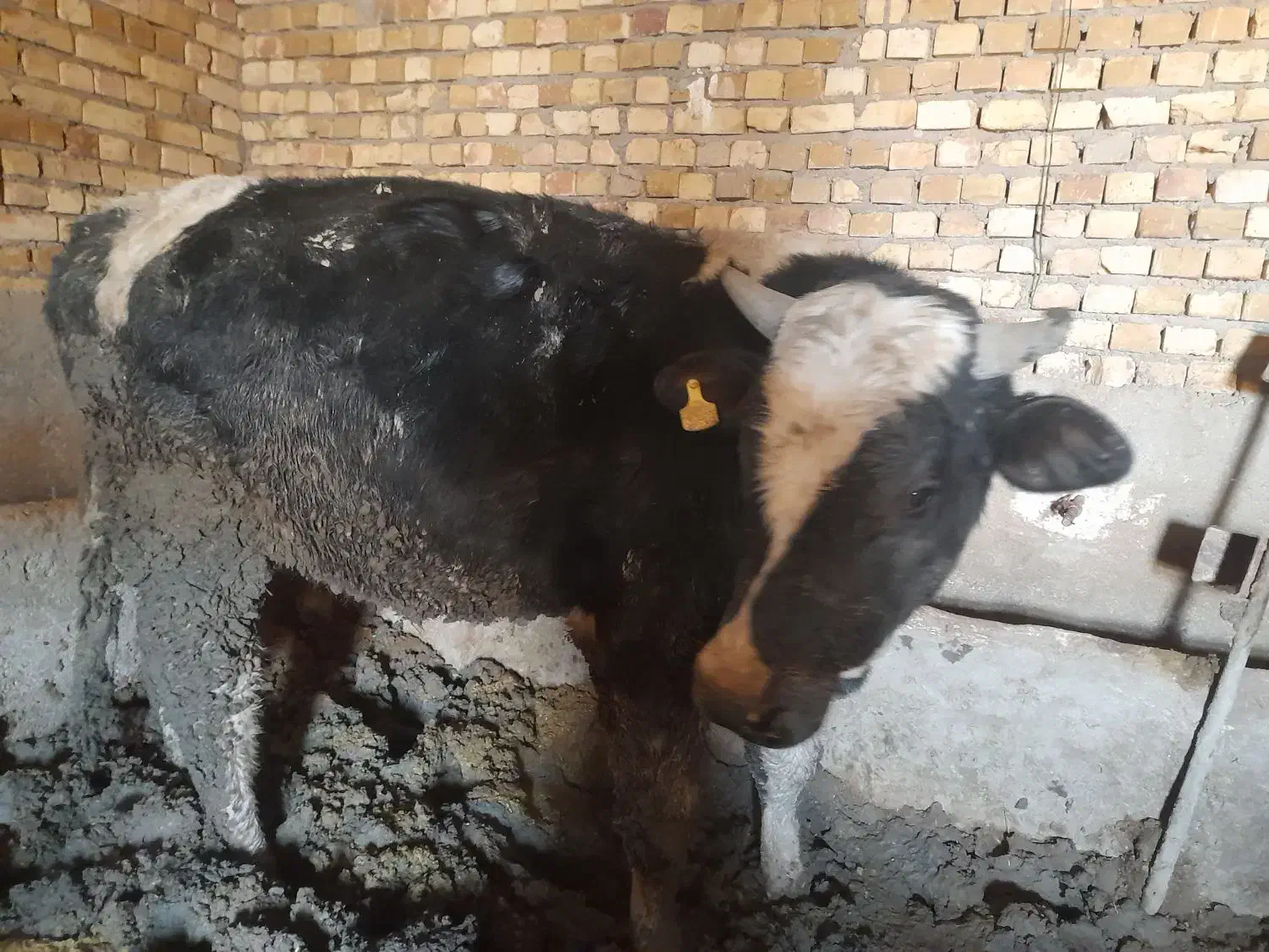 گوساله|حیوانات مزرعه|کبودرآهنگ, |دیوار