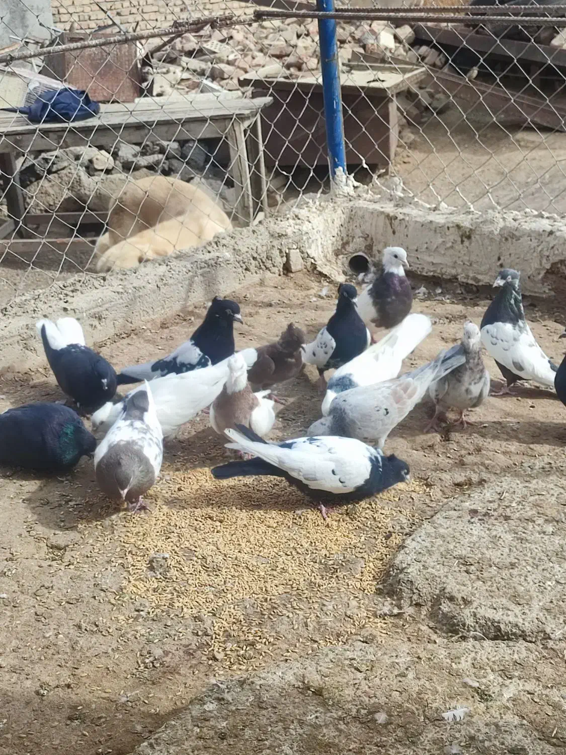 فروش کبوتر تهرانی|پرنده|تیکمه داش, |دیوار