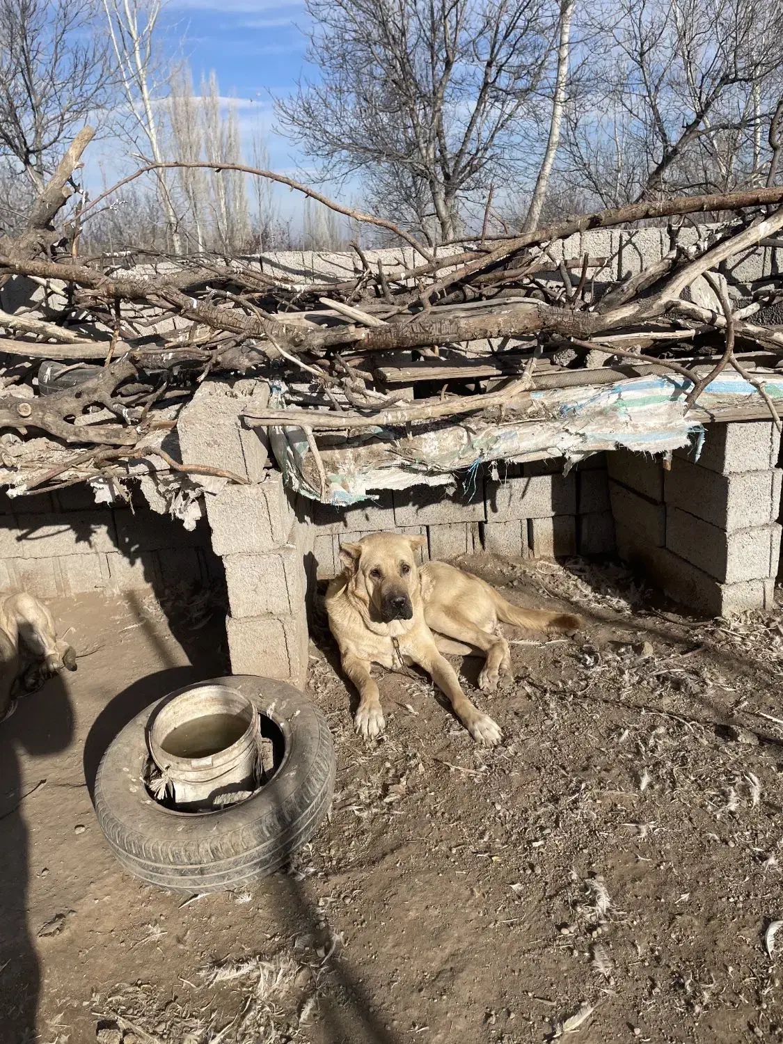 سگ سرابی ازنسل بزسرخاب|سگ|مشگین شهر, |دیوار