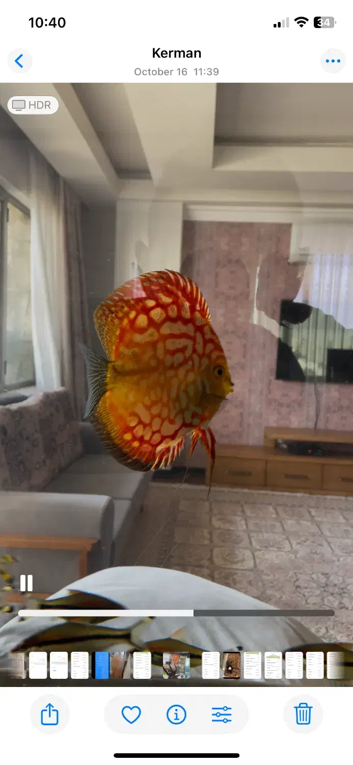 دیسکس|ماهی|کرمان, |دیوار